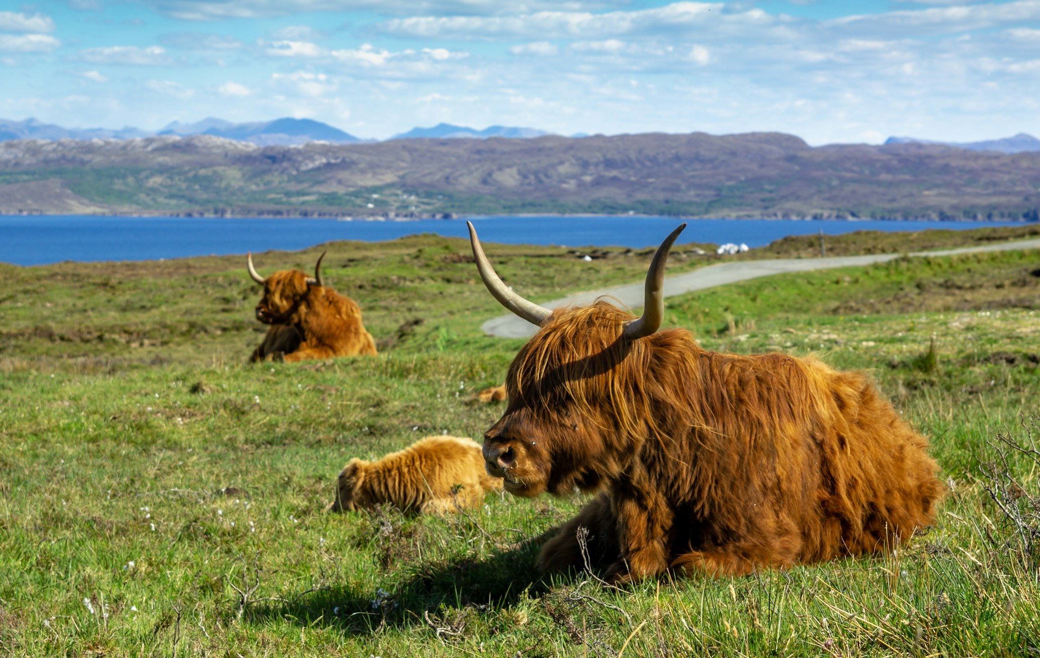 Highland Whinstone